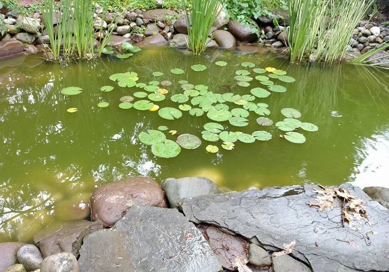 A Veteran Landscape & Outdoor Living - pond maintenance